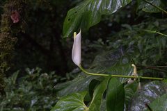 Anthurium monteverdense