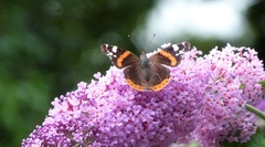 Vanessa atalanta
