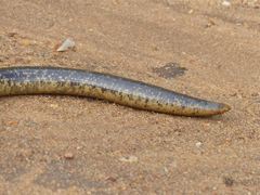 Schlegel's Giant Blind Snake photo 3