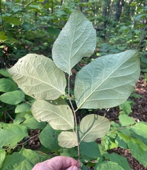 Styrax grandifolius