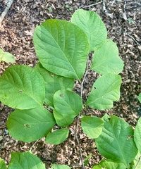 Styrax grandifolius