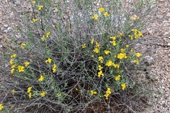 Psilostrophe cooperi