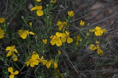 Psilostrophe cooperi