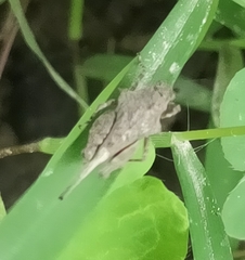 Thoradonta lativertex