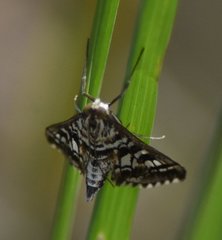 Epipagis forsythae
