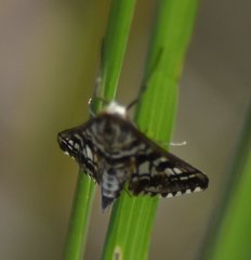 Epipagis forsythae