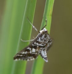 Epipagis forsythae
