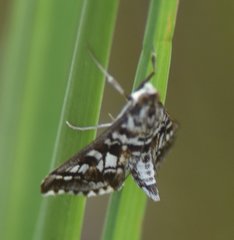 Epipagis forsythae