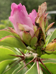 Pereskia grandifolia