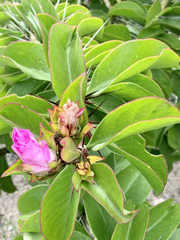 Pereskia grandifolia