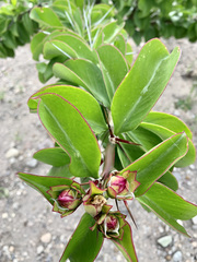 Pereskia grandifolia