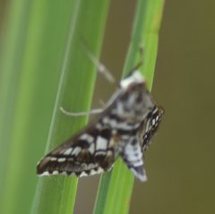 Epipagis forsythae