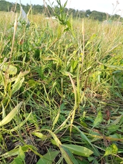 Scorzonera parviflora