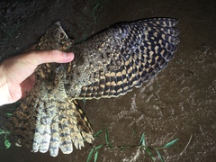 Caprimulgus vexillarius