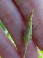 Scorzonera parviflora