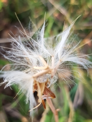 Scorzonera parviflora