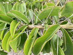 Pereskia grandifolia