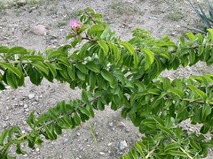 Pereskia grandifolia