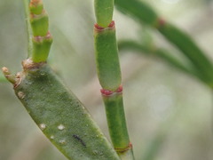 Korthalsella complanata