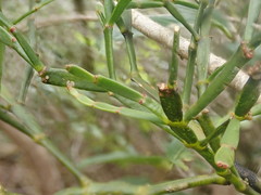 Korthalsella complanata