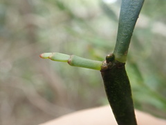 Korthalsella complanata