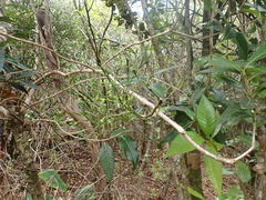 Korthalsella complanata