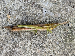 Leptysma marginicollis