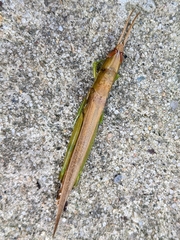 Leptysma marginicollis