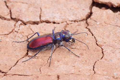 Beautiful Tiger Beetle