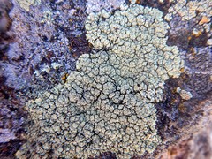 Rhizoplaca opiniconensis