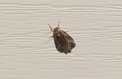 Olethreutes quadrifidum