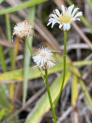 Erigeron vernus