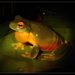 Orange-thighed Frog - Photo (c) Lucas Torresi, some rights reserved (CC BY-NC-SA)