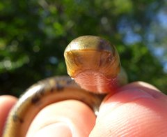 Afrotyphlops mucruso