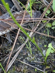 Erigeron vernus
