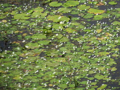 Nymphoides indica