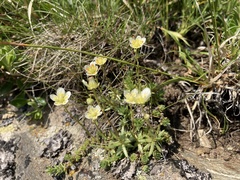 Saxifraga aspera