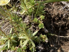 Saxifraga aspera