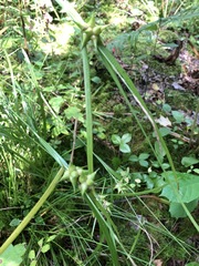 Carex intumescens