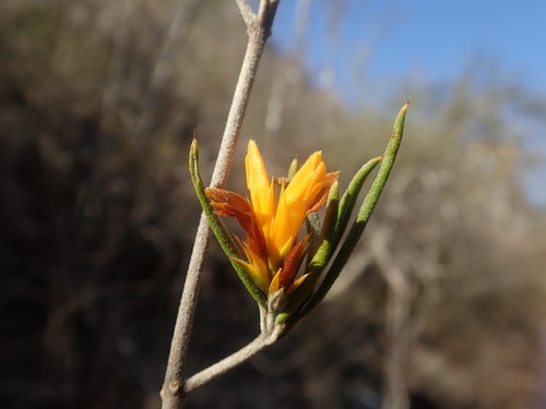 Achyrocalyx pungens