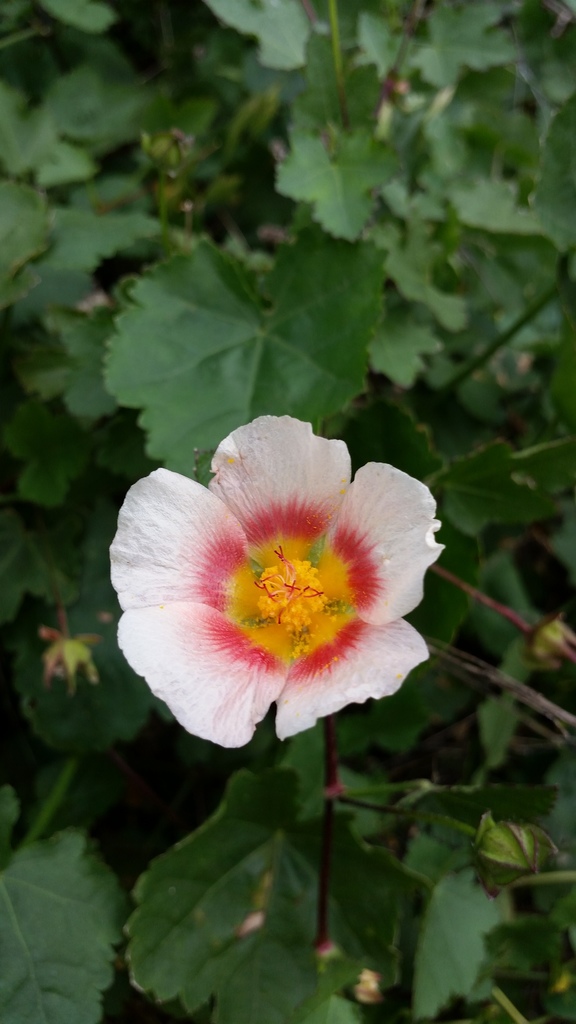 Modiolastrum lateritium