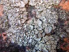 Dermatocarpon miniatum