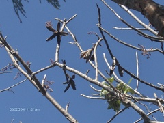 Cedrela salvadorensis