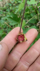 Modiolastrum lateritum