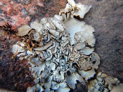 Dermatocarpon miniatum