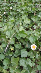 Modiolastrum lateritum