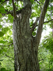 Cedrela salvadorensis