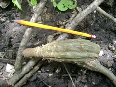 Cedrela salvadorensis