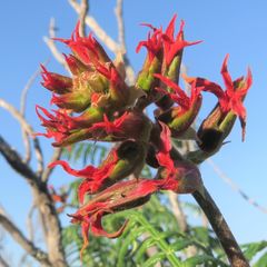 Melianthus pectinatus
