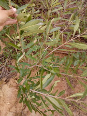 Vitex gardneriana